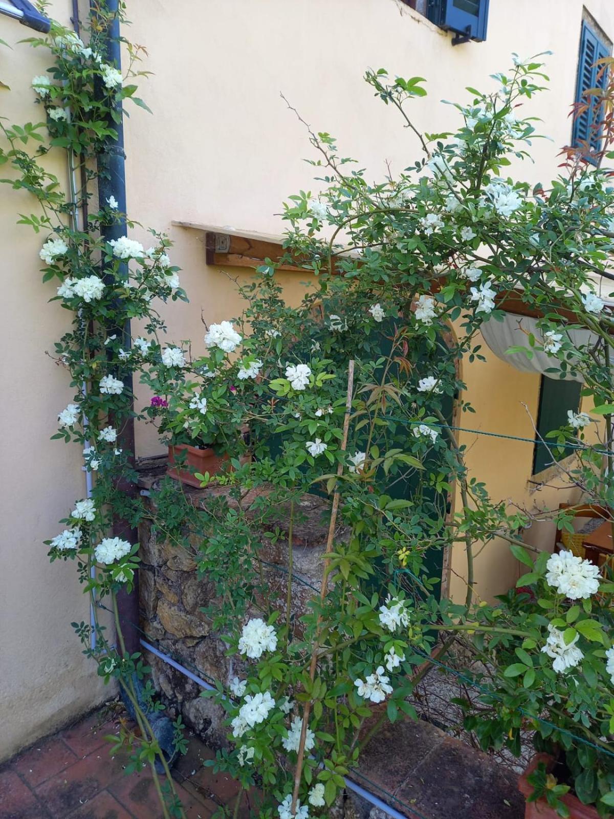Apartamento La Bellana Guardistallo Exterior foto